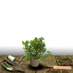 ORLÉANS (45) - Escallonia macrantha rubra/[-]pot de 1,5l - 10/20 cm