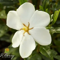 ORLÉANS (45) - Gardenia sweet heart® 'ps-2013-3'/[-]pot de 1,5l - 20/50 cm