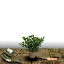 ORLÉANS (45) - Gardenia sweet heart® 'ps-2013-3'/[-]pot de 1,5l - 20/50 cm