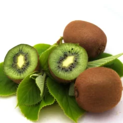 ORLÉANS (45) - Kiwi chinensis solo (autofertile)/[-]godet - 5/10 cm