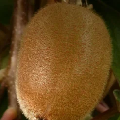 ORLÉANS (45) - Kiwi chinensis solo (autofertile)/[-]godet - 5/10 cm