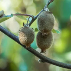 ORLÉANS (45) - Kiwi chinensis solo (autofertile)/[-]godet - 5/10 cm