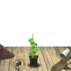 ORLÉANS (45) - Kiwi deliciosa 'herma' (autofertile)/[-]godet - 5/20 cm