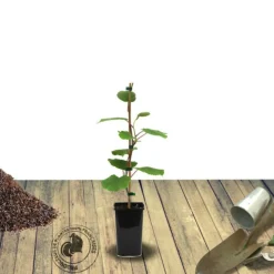 ORLÉANS (45) - Kiwi deliciosa 'herma' (autofertile)/[-]godet - 5/20 cm