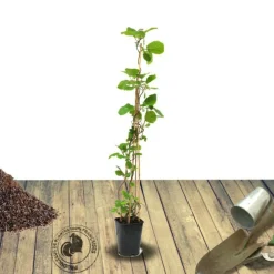 ORLÉANS (45) - Kiwi deliciosa 'herma' (autofertile)/[-]godet - 5/20 cm