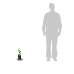 ORLÉANS (45) - Kiwi deliciosa 'herma' (autofertile)/[-]godet - 5/20 cm