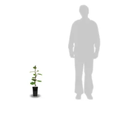 ORLÉANS (45) - Kiwi deliciosa 'herma' (autofertile)/[-]godet - 5/20 cm