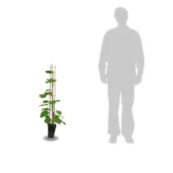 ORLÉANS (45) - Kiwi deliciosa 'herma' (autofertile)/[-]godet - 5/20 cm