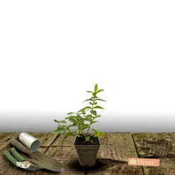 ORLÉANS (45) - Millepertuis hidcote/[-]godet - 5/20 cm