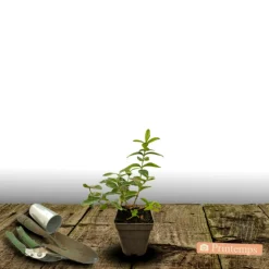 ORLÉANS (45) - Millepertuis magical® pumpkin 'kolmapuki'/[-]pot de 1,5l - 10/20 cm