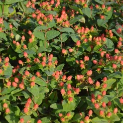 ORLÉANS (45) - Millepertuis magical® pumpkin 'kolmapuki'/[-]pot de 1,5l - 10/20 cm