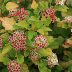 ORLÉANS (45) - Physocarpe à feuilles d'obier raspberry lemonade® 'zleyel2'/[-]pot de 1,5l - 20/40 cm