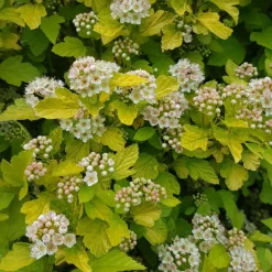 ORLÉANS (45) - Physocarpe à feuilles d'obier raspberry lemonade® 'zleyel2'/[-]pot de 1,5l - 20/40 cm