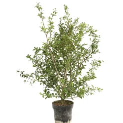 Osmanthus x burkwoodi : ctr 7 litres H 60/80 cm