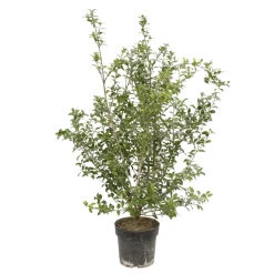 Osmanthus x burkwoodi : ctr 7 litres H 60/80 cm
