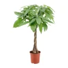 Pachira aquatica:Tige tressée H80 cm pot D19 cm