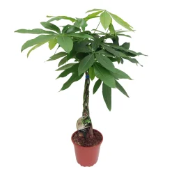 Pachira aquatica:Tige tressée H80 cm pot D19 cm