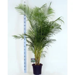 Palmier (Aréca) : h.200cm, pot d.34cm