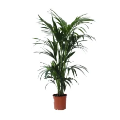 Palmier Kentia : pot D.23cm