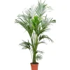 Palmier Kentia : pot de D.23cm - H.160/170cm