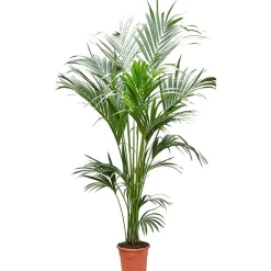 Palmier Kentia : pot de D.23cm - H.160/170cm