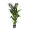 Palmier Kentia : pot de D.30cm - H.240/260cm