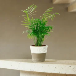 Palmier nain : H.30/40cm pot