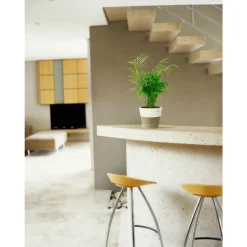 Palmier nain : H.30/40cm pot