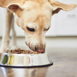 PARIS PRIX - Gamelle antidérapante chien & chat "inox" 25cm argent
