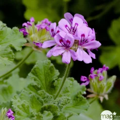 Pelargonium parfumé : pot D.12cm