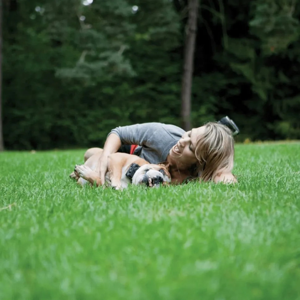 PETSAFE - Collier de dressage pour chiens st-100-ld <25 kg 100 m