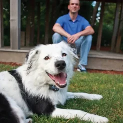 PETSAFE - Collier récepteur sans fil pour animaux de compagnie 3,6+ kg