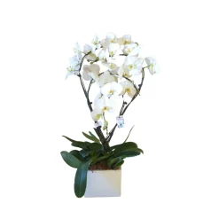 Phalaenopsis blanc 4 tiges XL : en coupe de D.27cm/H.85cm