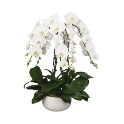 Phalaenopsis blanc 6 tiges XL : en coupe de D.34cm/H.85cm