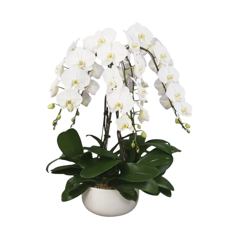 Phalaenopsis blanc 6 tiges XL : en coupe de D.34cm/H.85cm