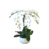 Phalaenopsis blanc 5 tiges XL : en coupe de D.30cm/H.85cm