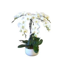 Phalaenopsis blanc 5 tiges XL : en coupe de D.30cm/H.85cm