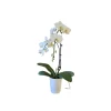 Phalaenopsis blanc 2 tiges XL : en coupe de D.14cm/H.70cm
