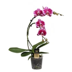 Phalaenopsis 'Boemerang' hauteur 50 cm, coloris variables - Pot D.12cm