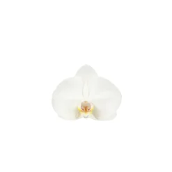 Phalaenopsis Dioro, 2 tiges : coupe D.13cm