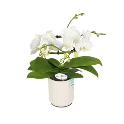 Phalaenopsis Dioro, 2 tiges : coupe D.13cm