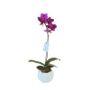 Phalaenopsis fuschia 1 tige : en coupe de D.11cm/H.40cm