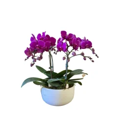 Phalaenopsis fuschia 4/5 tiges : en coupe de D.18cm/H.50cm