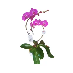 Phalaenopsis fuschia 2 tiges XL : en coupe de D.24cm/H.75cm