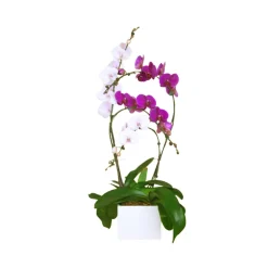 Phalaenopsis mix, orchidée papillon 4 tiges : pot D.27cm/H.85cm