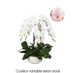 Phalaenopsis, orchidée papillon rose, 6 tiges : pot D.34cm/H.85cm