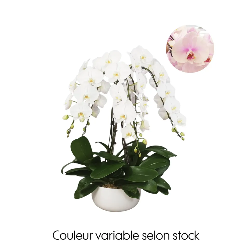 Phalaenopsis, orchidée papillon rose, 6 tiges : pot D.34cm/H.85cm