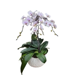 Phalaenopsis rose 4 tiges XL : en coupe de D.27cm/H.85cm