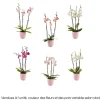 Phalaenopsis rose/blanc, coloris variés H.65cm, 3 tiges - Coupe D.13cm
