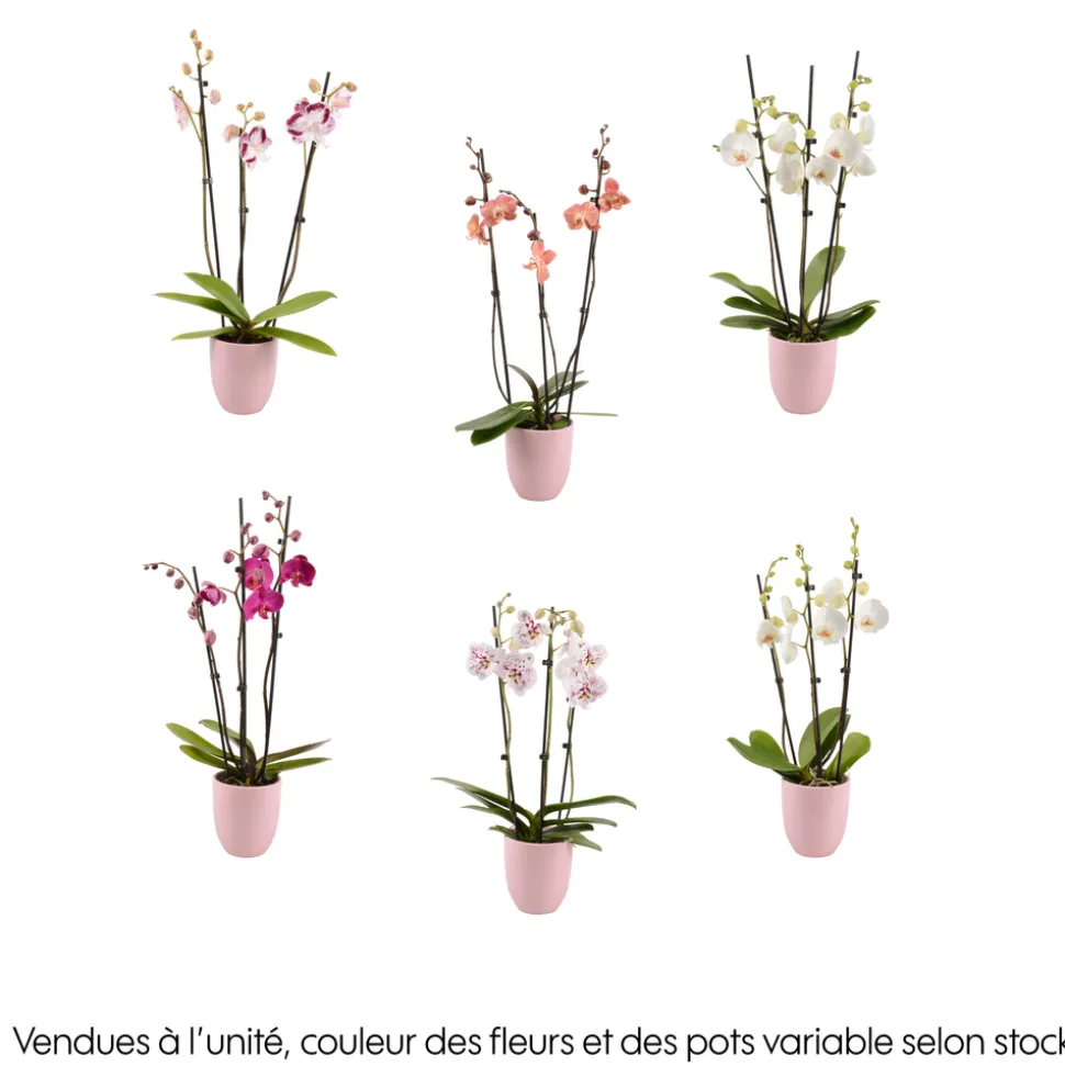 Phalaenopsis rose/blanc, coloris variés H.65cm, 3 tiges - Coupe D.13cm